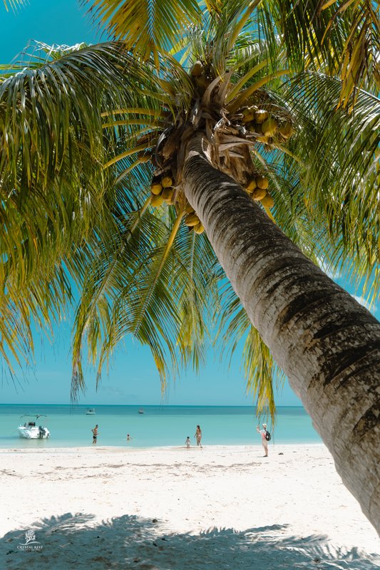 The Palm's Embrace — Praslin
