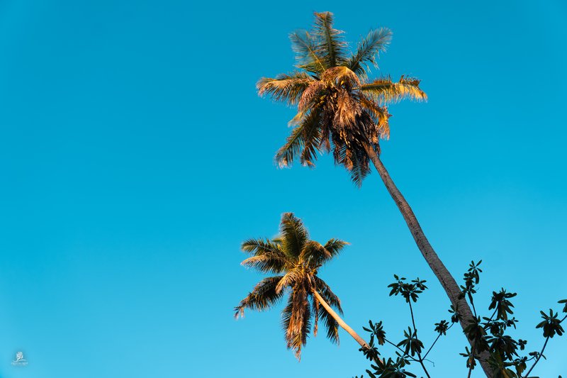 Palm & Blues — La digue