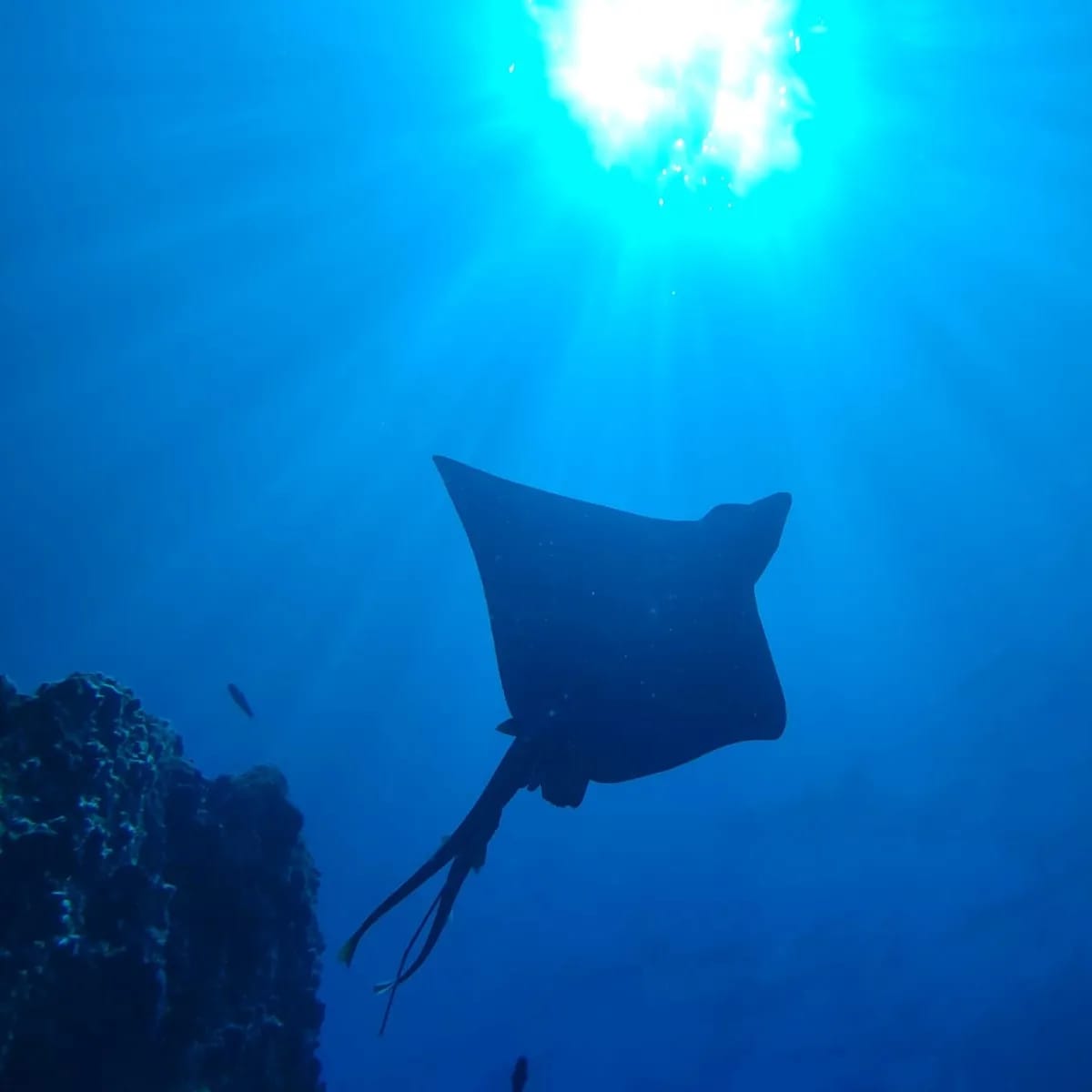 Dive into Paradise